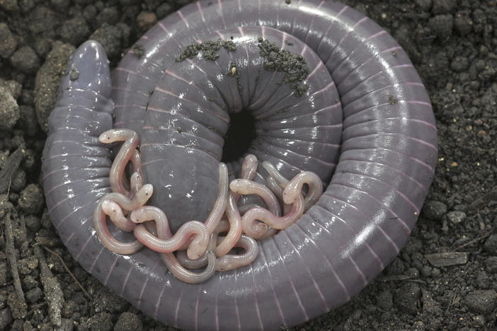 Caecilians are amphibians that look superficially like very large earthworms. New research suggests that at least one species of caecilian also produces "milk" for its hatchlings.