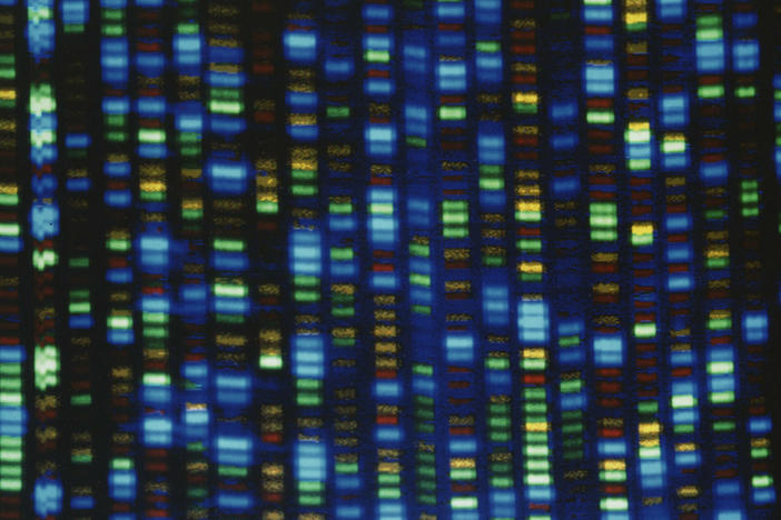 Results from a DNA sequencer used in the Human Genome Project.