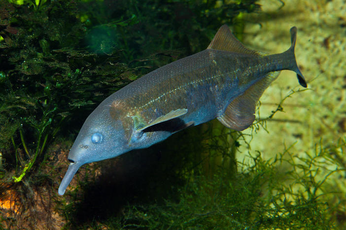 Elephantnose Fish, Gnathonemus petersii, Congo