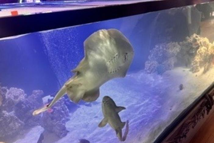 Charlotte the pregnant stingray swims in her aquarium in Hendersonville, N.C.