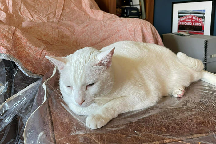 Scott Simon has a new, foster cat in addition to a dog and hamster.