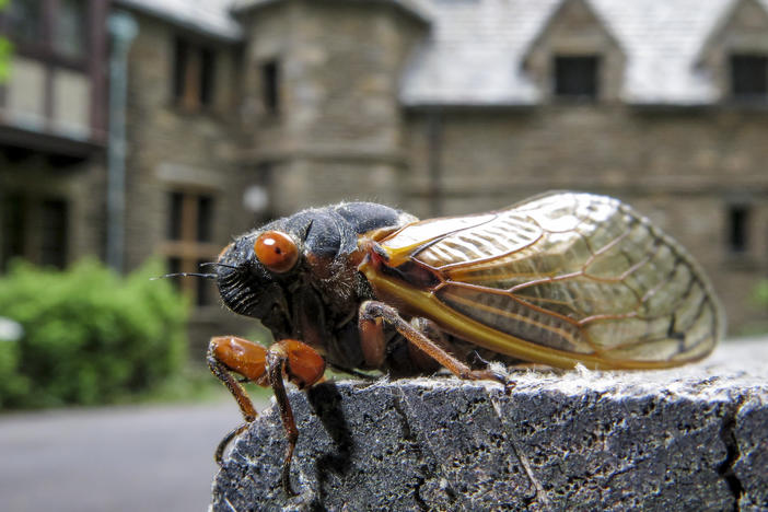 A cicada perches on a picnic table in front of Nolde Mansion in Cumru Township, PA in May 2021. New research shows that these insects urinate in a surprising way.