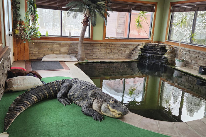 This photo provided by Tony Cavallaro shows his alligator, Albert, inside the custom enclosure he built for the reptile in his house in Hamburg, N.Y. The alligator was seized by the Department of Environmental Conservation in mid-March.