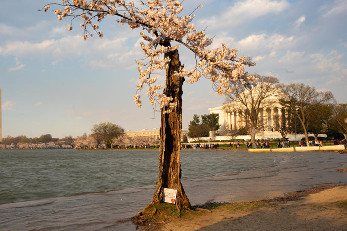 "Stumpy" is seen on the edge of the Tidal Basin in Washington, D.C., on Wednesday. Stumpy, along with 150 other trees around the basin, will be cut down later this spring as part of a project to rebuild and raise the seawalls around the basin.