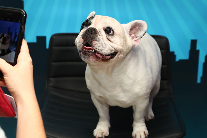 The French bulldog is America's most popular breed, according to the American Kennel Club. This one, Manny The Frenchie, attended Time Inc.'s 2017 PetHero Pet Party to benefit animals impacted by hurricanes.