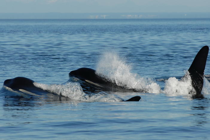 A post-reproductive toothed whale mother and her son.