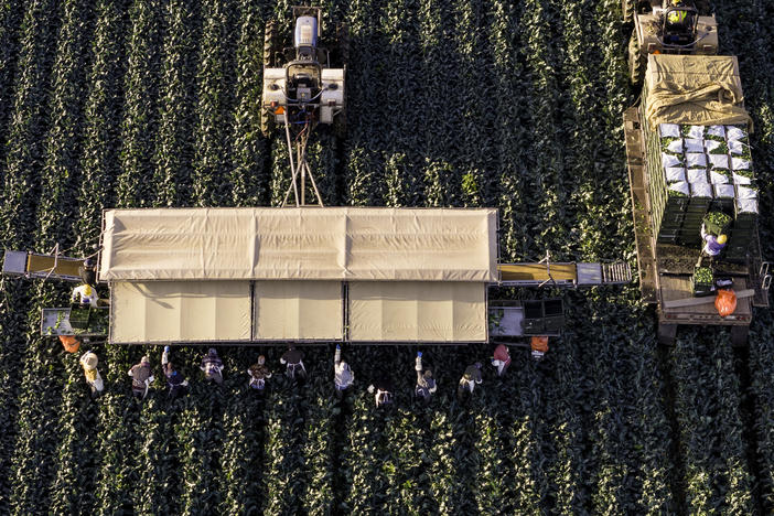 In an aerial view, farmworkers harvest broccoli near the U.S.-Mexico border on March 9 in Yuma, Ariz.
