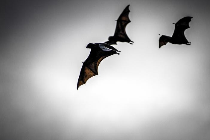 When Australia's black flying foxes are well-fed, they tend to be healthy. A lack of food stresses the bats — and stress causes them to shed, or release, viruses into the environment.