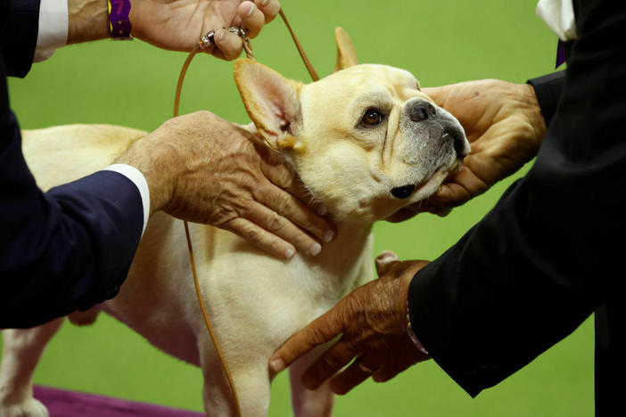 French bulldogs have skyrocketed in popularity. Legislation being considered in New Hampshire could put rules on breeding ones with chronic breathing problems.