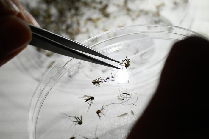 Victoria Micieli, director and scientist at the Center for Parasitological and Vector Studies of the national scientific research institute CONICET, classifies different species of mosquitoes at a laboratory in La Plata, in Argentina's Buenos Aires Province, on Tuesday.