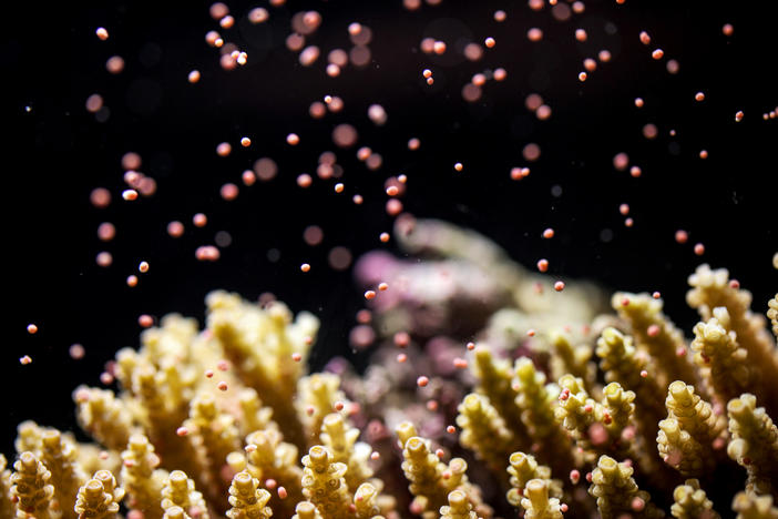 During spawning corals release their eggs and sperm, filling the water like confetti, which combine to create the next generation of reef builders.