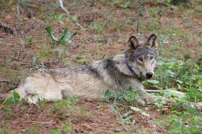This February 2021 photo released by the California Department of Fish and Wildlife shows a protected gray wolf near Yosemite, Calif.
