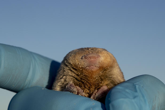 A researcher holds up a sandy De Winton's golden mole.