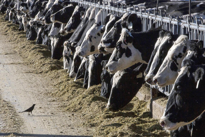 Dairy cattle feed at a farm on March 31, 2017, near Vado, N.M. The U.S. Department of Agriculture says cows in multiple states have tested positive for bird flu.
