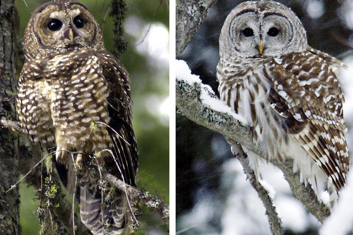 This combination of 2003 and 2006 photos shows a northern spotted owl, left, in the Deschutes National Forest near Camp Sherman, Ore., and a barred owl in East Burke, Vt.