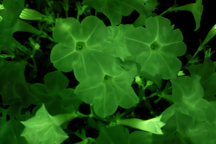 A long exposure photo of Firefly petunias, which are genetically modified to produce their own light through bioluminescence