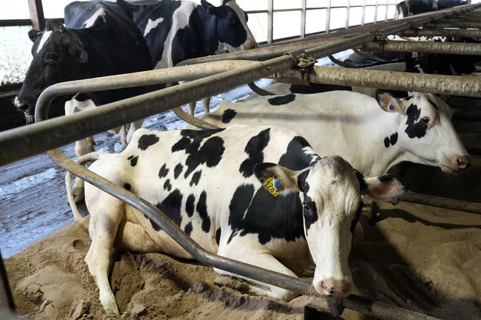 An outbreak of bird flu is affecting dairy cows in the U.S.