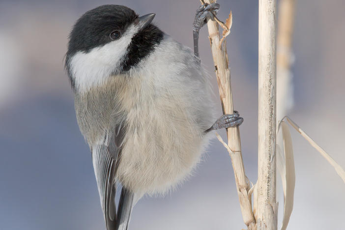 The black-capped chickadee, seen here, is well known for its strong episodic memory.