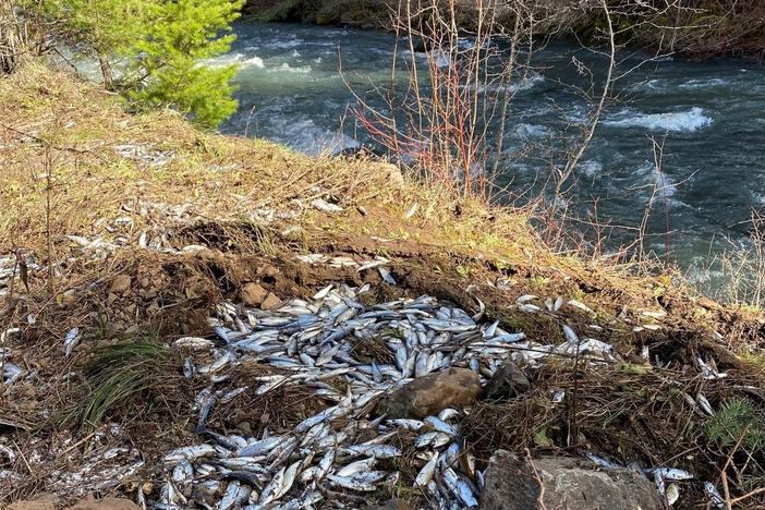 Thousands of young salmon died after the truck crash, unable to reach nearby Lookingglass Creek in northeast Oregon.