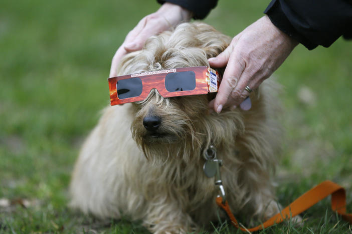 A dog tries on eclipse sunglasses in London in 2015. Experts say pets don't need eclipse sunglasses — in fact, quite the opposite.