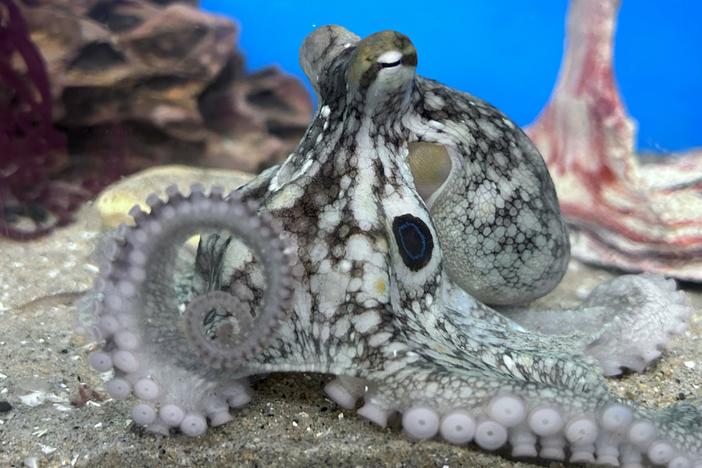 A two-spot octopus, like the type an Oklahoma family brought home as a pet.