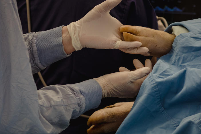 Surgeon Christoph Haller and his research team from Toronto's Hospital for Sick Children are working on technology that could someday result in an artificial womb to help extremely premature babies.