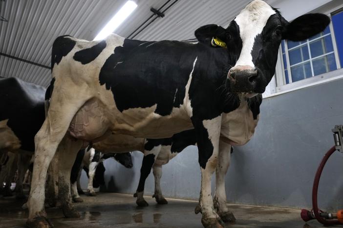 With diary cows getting bird flu, researchers are trying to figure out what mutations could make the virus a threat to humans.