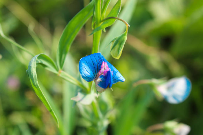 The grass pea — Lathyrus sativus — is hardy and drought resistant. It tastes like a sugar snap pea, although if that's all you were to eat its natural toxin could make you sick. But breeders might be able to address that issue.