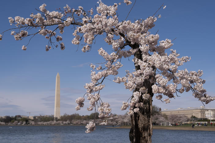 The Washington Monument is visible behind a cherry tree affectionally nicknamed 'Stumpy', March 19, 2024 in Washington.