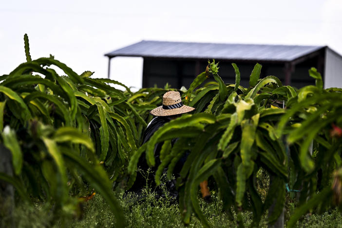 A man works in a Florida agricultural field on a hot, humid day in July 2023, one of the hottest months ever recorded in the state. There are no federal heat regulations.