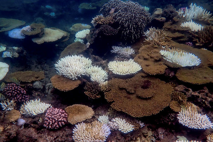 Record levels of heat in the ocean are causing a worldwide mass bleaching event on coral reefs, as seen here on the Great Barrier Reef. Scientists are working on creating more heat-resistant coral to help restore reefs.