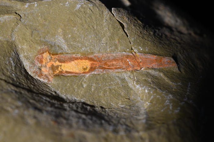 <em>Selkirkia tsering</em> fossil found in a collection from the Fezouata Formation in Morocco.
