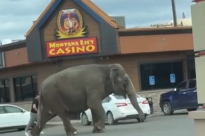 A screenshot of a video from the website Storyful shows an elephant walking through Butte, Mont., after escaping from a nearby circus on Tuesday.