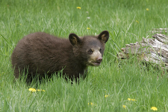 A black bear cub is pictured at Triple D Game Farm in Kalispell, Mont., in 2005.