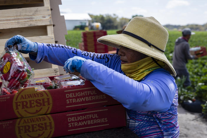 Carolina reviews the strawberry pints picked by farmworkers in a Sanchez Farm field in Plant City, Fla., on Feb. 28.