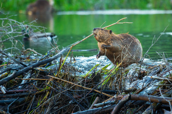 Damming waterways is what beavers do best, often to the chagrin of people who want the opposite. But those same damming skills are what make beavers important ecosystem engineers.