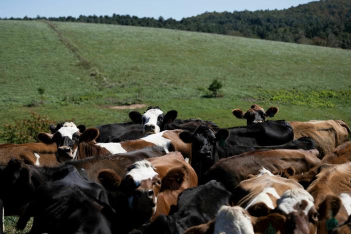 Cows are seen on a dairy farm in Virginia on October 5, 2022.