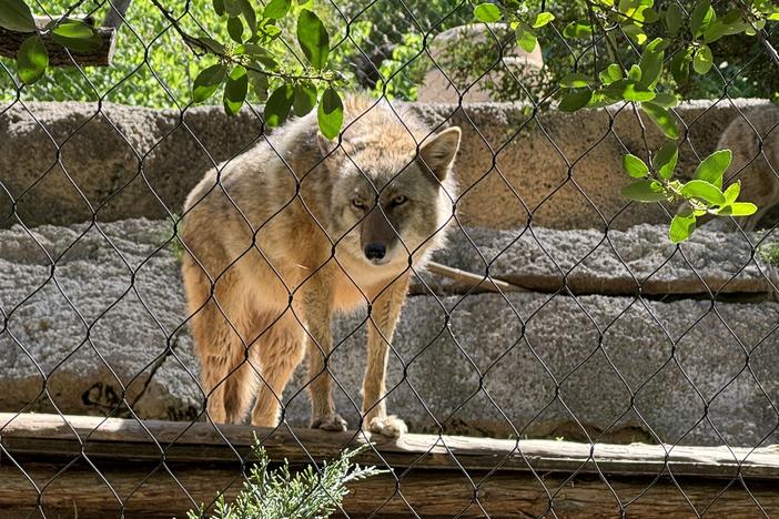 A coyote at the Fort Worth Zoo is photographed in the hours leading up to the April 8 total solar eclipse.