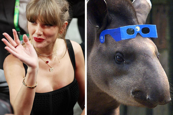 That's a tapir, if you were wondering.