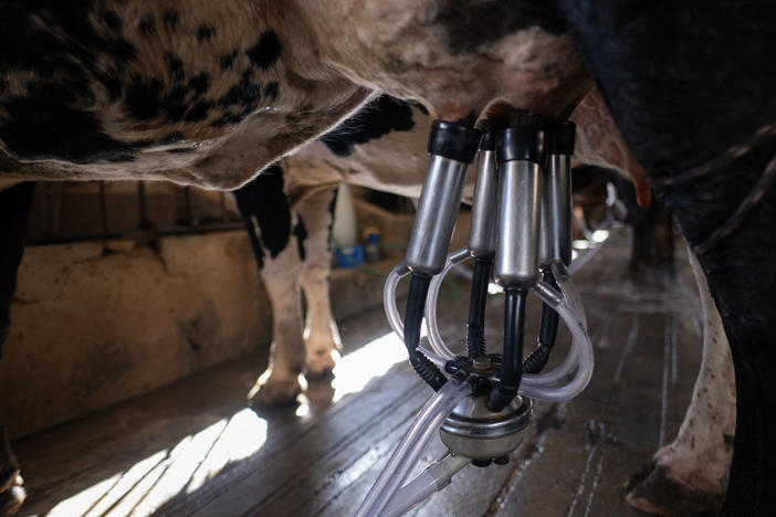 Bird flu is spreading through U.S. dairy cattle. Scientists say the risk to people is minimal, but open questions remain, including how widespread the outbreak is and how the virus is spreading.
