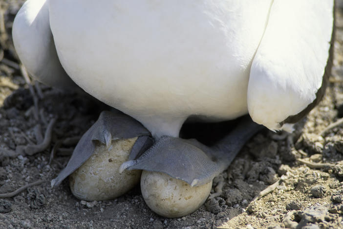 A Nazca booby in the Galápagos Islands incubates eggs with its webbed feet.