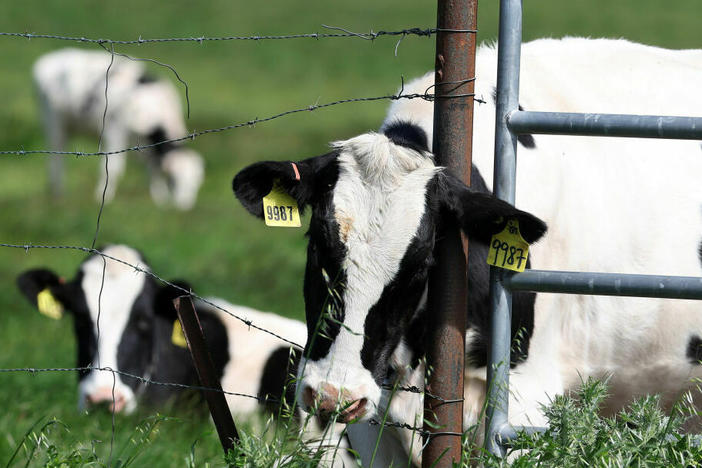 The U.S. Department of Agriculture is ordering dairy producers to test cows that produce milk for infections from highly pathogenic avian influenza (HPAI H5N1) before the animals are transported to a different state following the discovery of the virus in samples of pasteurized milk taken by the Food and Drug Administration.