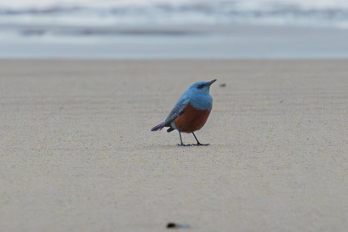When hobbyist photographer Michael Sanchez snapped this picture of a blue rock-thrush subspecies on the coast of northern Oregon last week, he didn't know how rare the bird was until he posted it to social media.