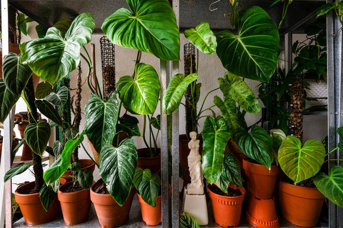 "The primary way plants communicate with each other is through a language, so to speak, of chemical gasses," journalist Zoë Schlanger says.