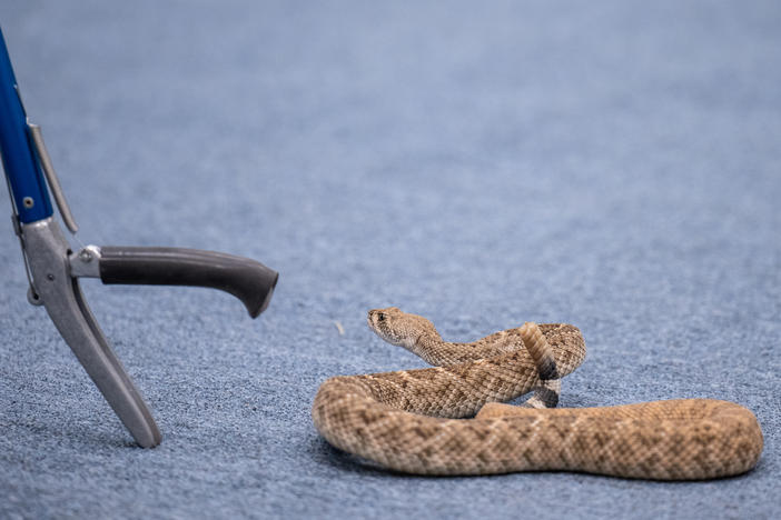 A Phoenix Herpetological Society rattlesnake class attendee moves to pick up a Western Diamondback Rattlesnake with snake tongs under the supervision of instructor Cale Morris at the Florence Ely Nelson Desert Park in Scottsdale, Arizona.