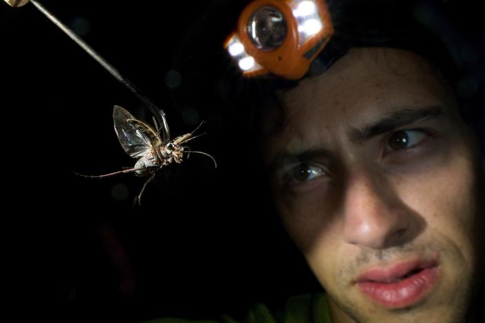 Harlan Gough holds a recently collected tiger beetle on a tether.