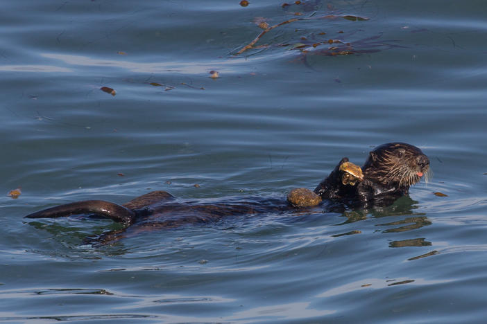 A sea otter in Monterey Bay with a rock anvil on its belly and a scallop in its forepaws.