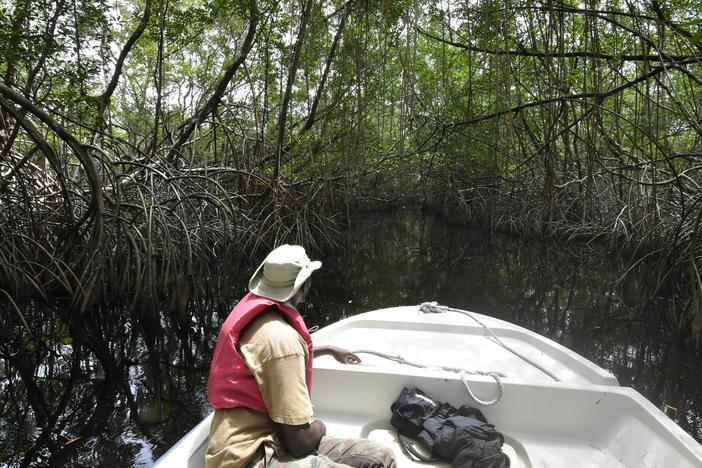 Mangroves are unique ecosystems protecting humans and wildlife. Sea level rise and more severe storms from climate change threaten them, according to a new global assessment.