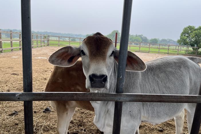 Cows graze at a dairy farm in La Grange, Texas, that sells raw milk to the public.<br>