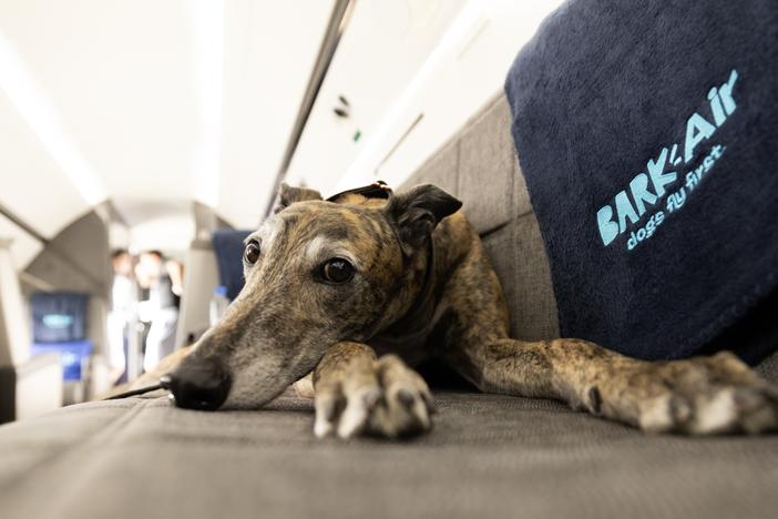 BARK Air officially launched this week, completing its first flight from New York to Los Angeles on Thursday. It also flies to London and aims to add more routes in the coming months. 
